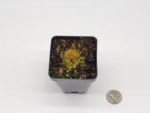 Load image into Gallery viewer, Utricularia fulva
