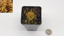 Load image into Gallery viewer, Utricularia fulva
