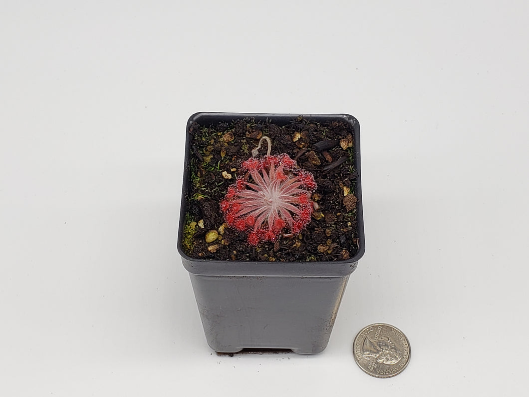 Drosera aff. ordensis