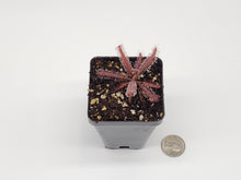 Load image into Gallery viewer, Drosera adelae
