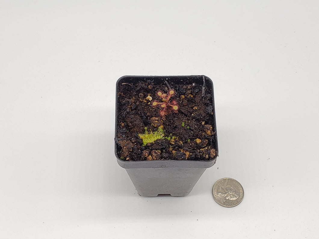 Drosera madagascariensis