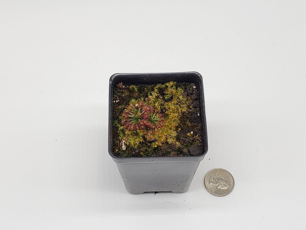 Drosera neocaledonica