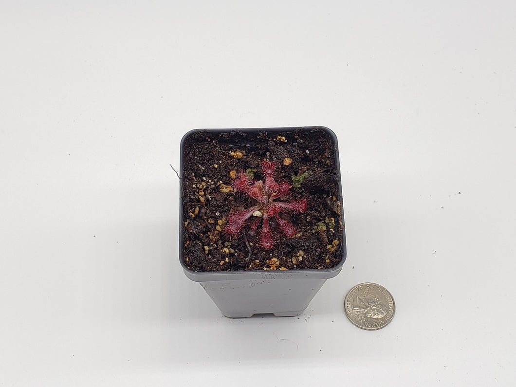 Drosera riparia