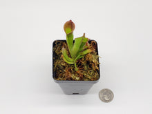 Load image into Gallery viewer, Heliamphora &quot;Cherry Top&quot;
