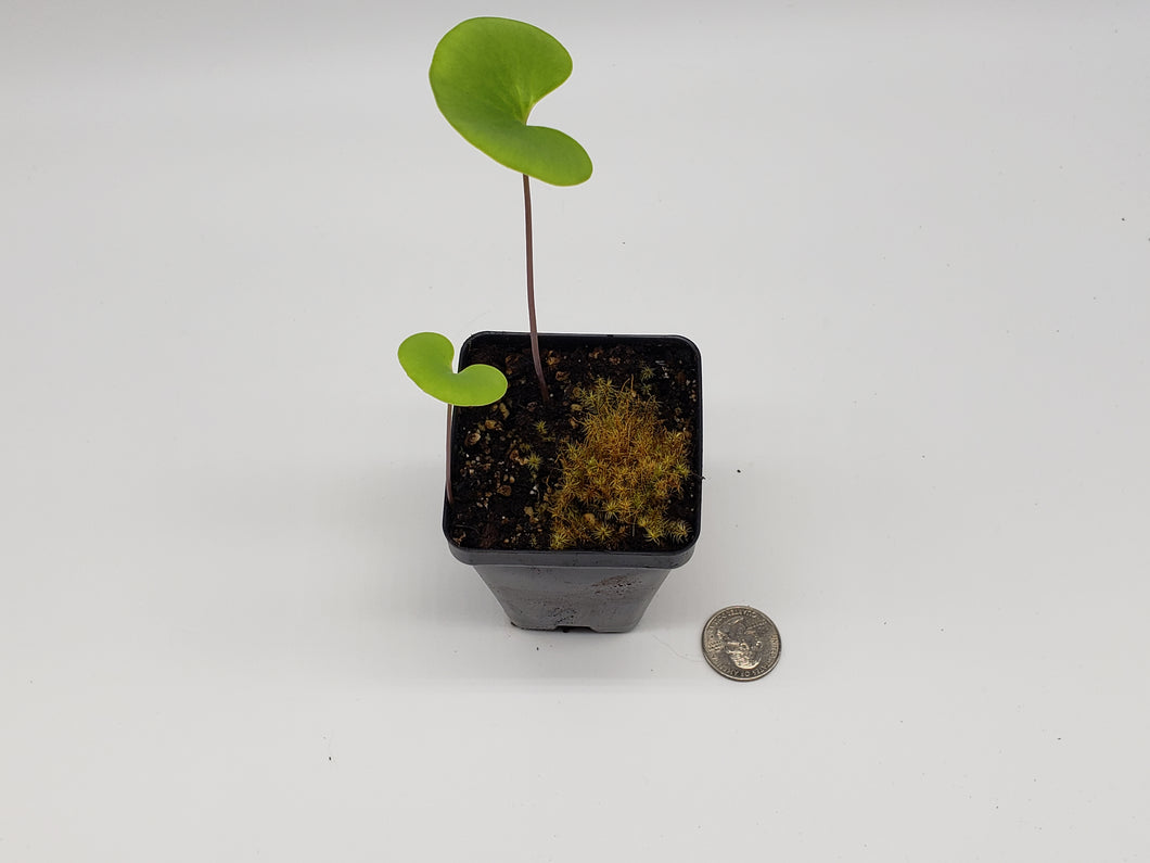 Utricularia cornigera