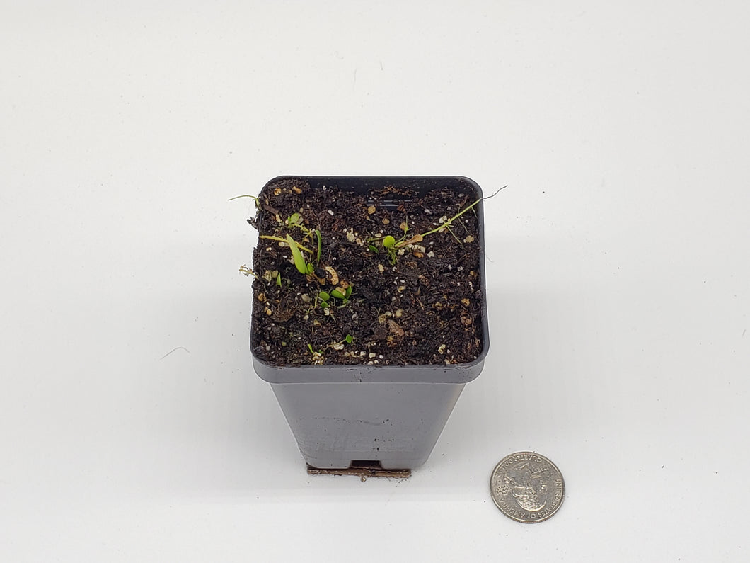 Utricularia alpina