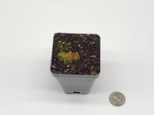 Load image into Gallery viewer, Utricularia cornuta
