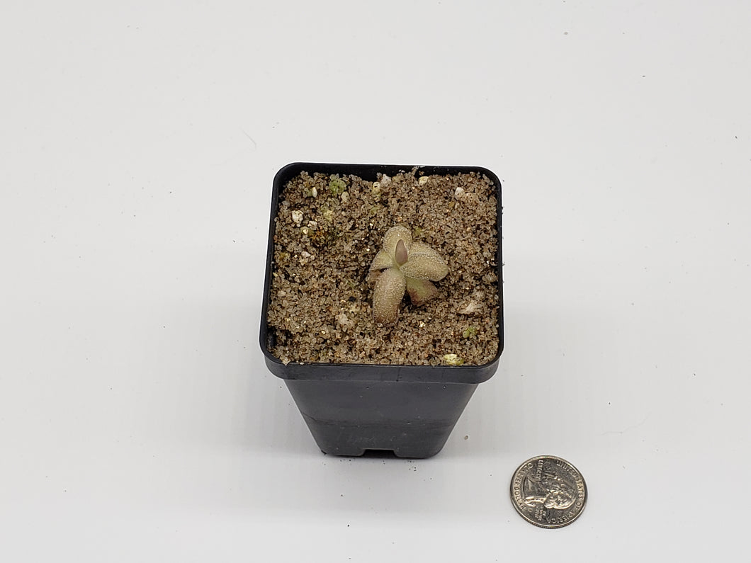 Pinguicula Agnata 