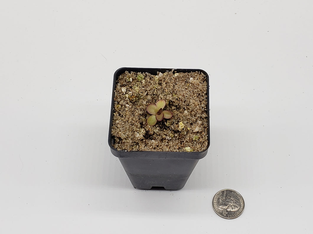 Pinguicula potosiensis