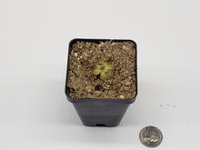 Load image into Gallery viewer, Pinguicula gracilis
