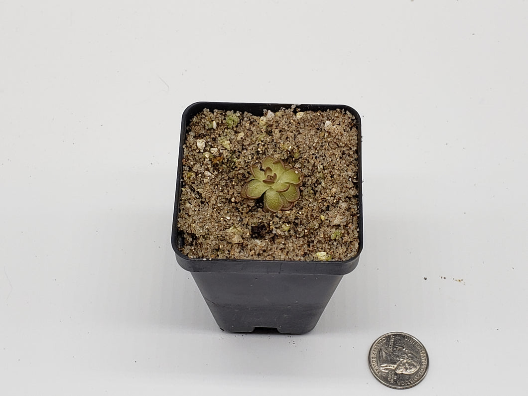 Pinguicula gracilis