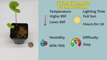 Load image into Gallery viewer, Utricularia cornigera care sheet
