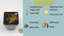 Load image into Gallery viewer, Utricularia reniformis care sheet

