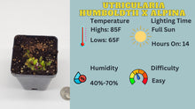 Load image into Gallery viewer, Utricularia humboldtii x alpina care sheet
