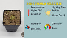 Load image into Gallery viewer, Pinguicula gracilis care sheet
