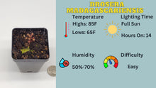 Load image into Gallery viewer, Drosera madagascariensis care sheet
