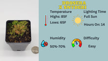 Load image into Gallery viewer, Drosera x Snyderi care sheet
